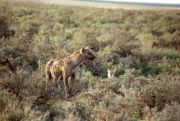 Hyäne und Schakal streiten um Beute